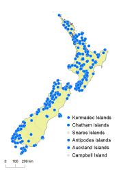 Hymenophyllum flabellatum distribution map based on databased records at AK, CHR, OTA and WELT. 
 Image: K. Boardman © Landcare Research 2016 CC BY 3.0 NZ